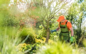 Checking Garden Trees Health